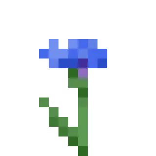 Cornflower