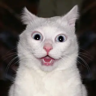 Catpack Epic