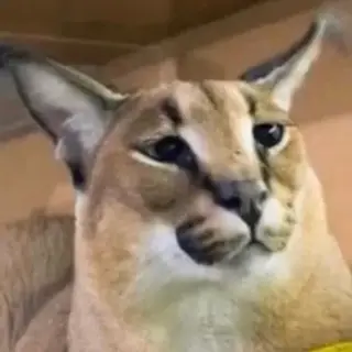 Caracal (Big Floppa) Mod