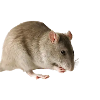 Rat Weapons Mod