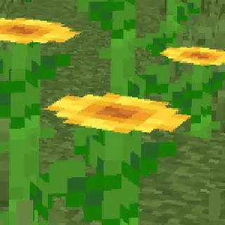Moving Sunflowers