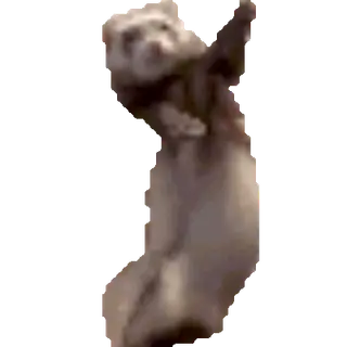 Ferret Mod
