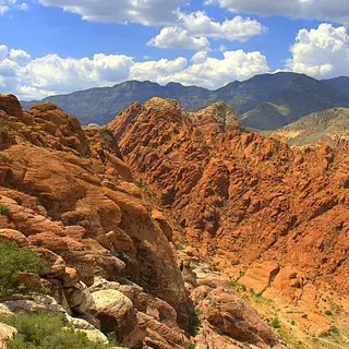 Foods of the Mojave Wastes