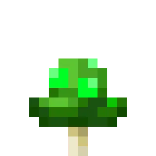 Magic Fungi