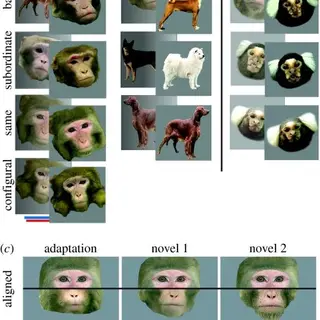 funny monkey pack