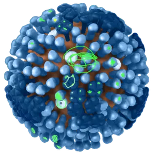 Viruses