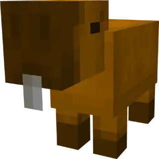 Capybaras!