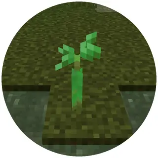 Self Planting Saplings
