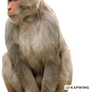Sussy Monkey Pack