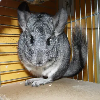 GigaPack Chinchilla Edition REBORN