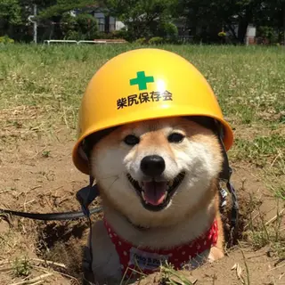 Shibapi