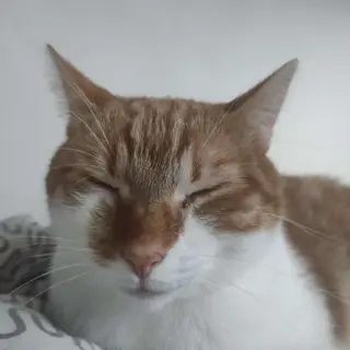 Gaston cat craft [DISCONTINUED]