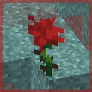 Return of the Rose