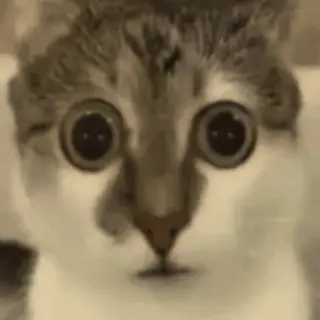 NPLX - Thermal Create+