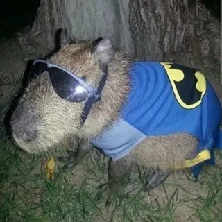 Capybara-Create