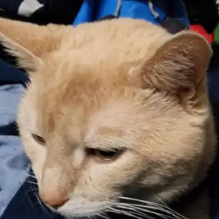 dongers the cat
