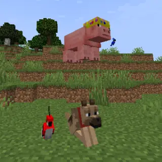 Youtuber pets