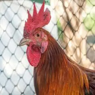 Cock Craft