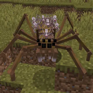 ConRad's Wolf Spiders
