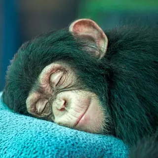 Sleepy Monkeys