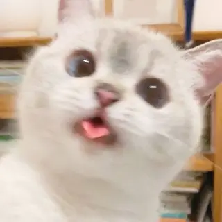 Cat's Galore ReImagined