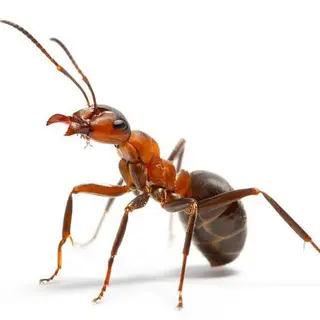 Anti Nauseating Tech (ANT) Pack
