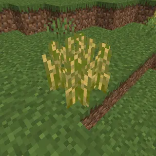 Realistic Wheat