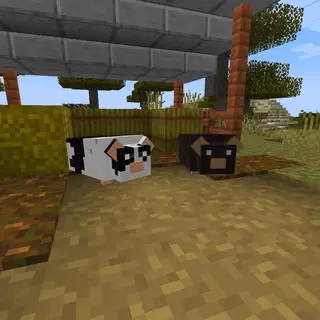 Guinea Pigs Plus