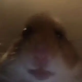 POV: You Have Brainrot