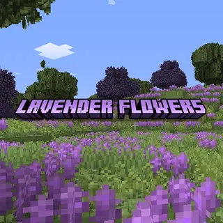 Lavender Flowers
