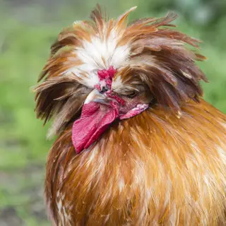 The Chicken Returns
