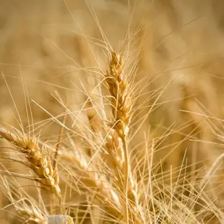 Harvest Valley Farming 2