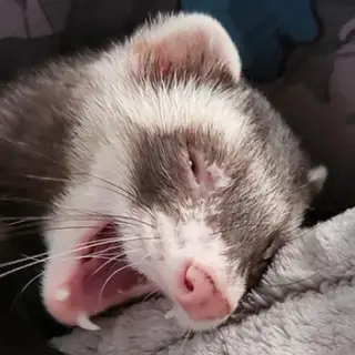 More Ferrets