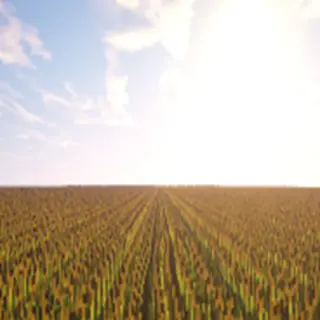 Plants Need LIGHT!
