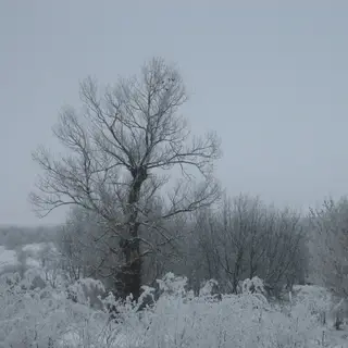 Harsh Wilderness
