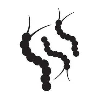 Parasites N`guns