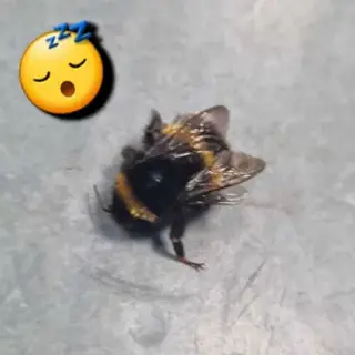 Completely Cursed 2