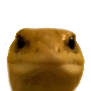 EchSMP