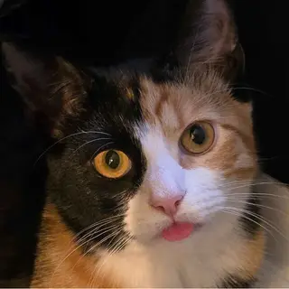 Kat's Pack for Cool Cats