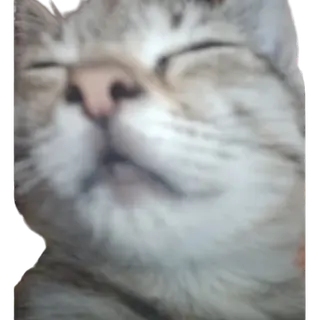 Cat Totem Pack