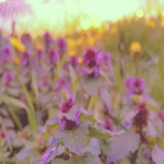 Sakura View