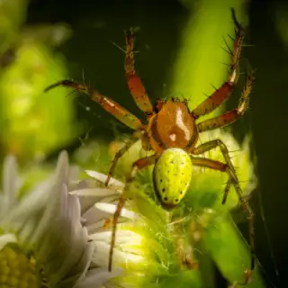 Jungle Spiders