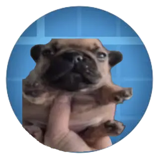Create: Pibblefied
