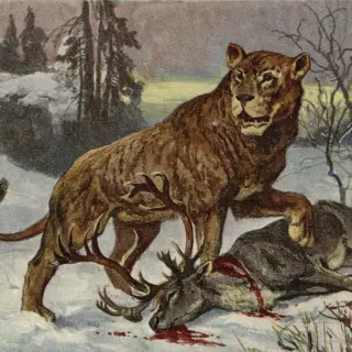 cave lion fossil