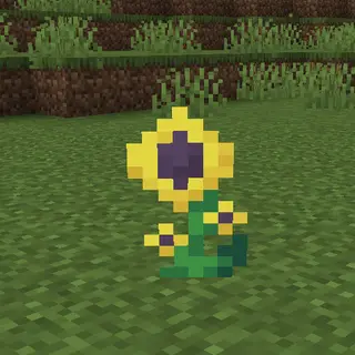 Aura Lily