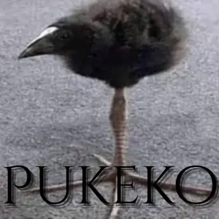 Pukeko (DAYUM)