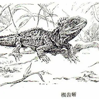 SauriaLib