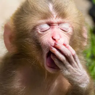 Eepy Monkeys