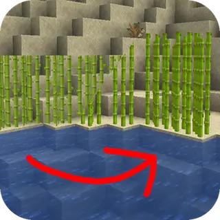 Sugarcane: Fresh Flowers and Plants