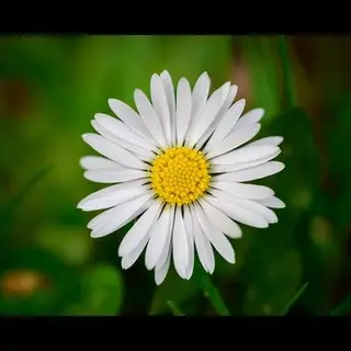 Annuus No Daisy